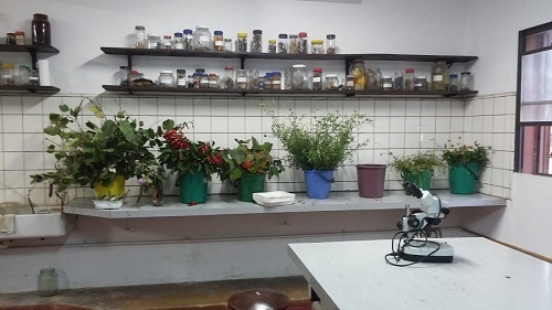 Botánica